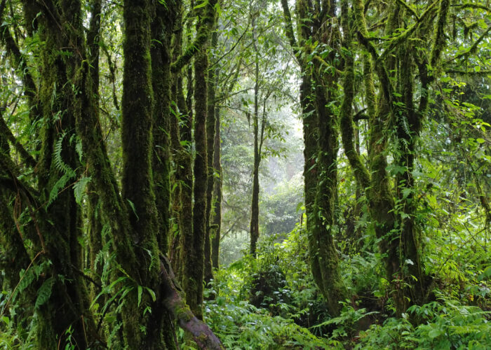 ​Forest in Thailand. Photo by Travis Duerksen.