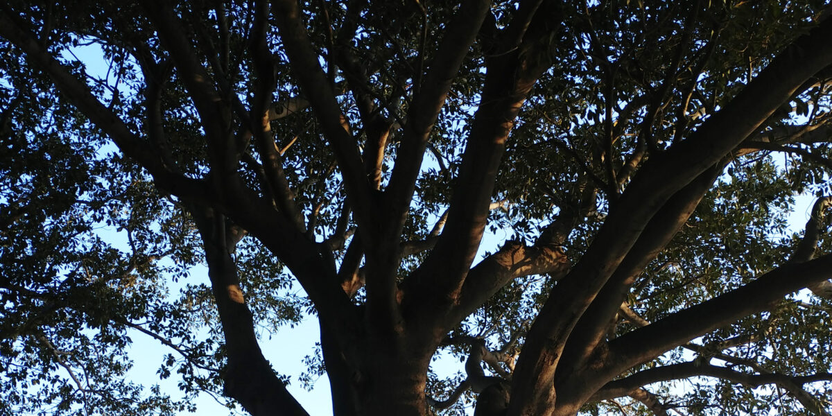 ​Australian tree. Photo by Travis Duerksen.