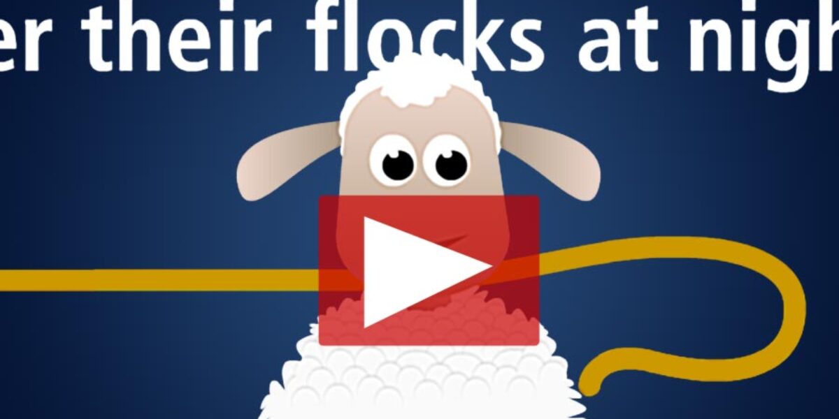 Sheep