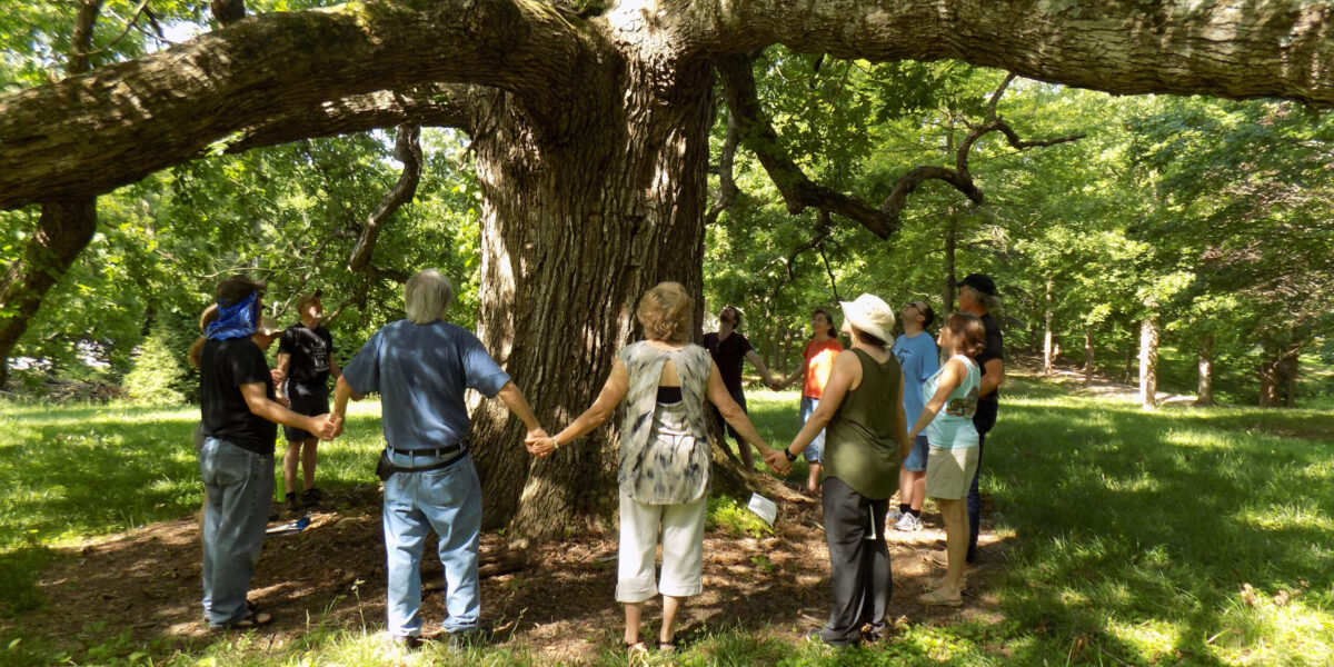 ​This 400-year-old oak