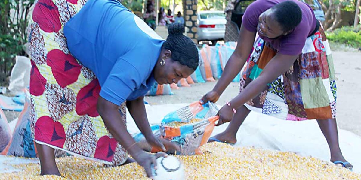 Women sorting grain