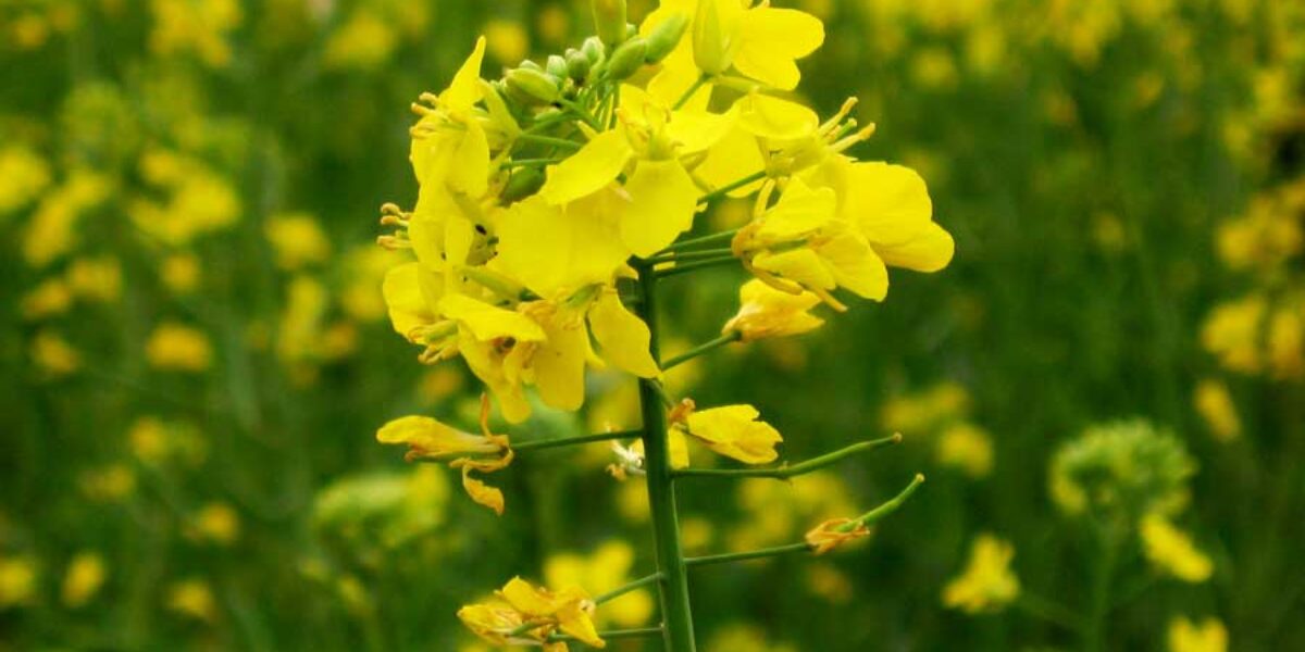 Mustard plant