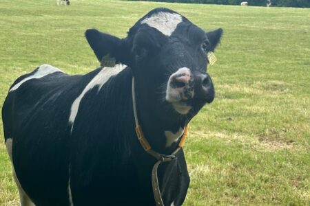 One of many cows we made friends with along the Täuferweg (Anabaptist Trail) leading into Schleitheim.