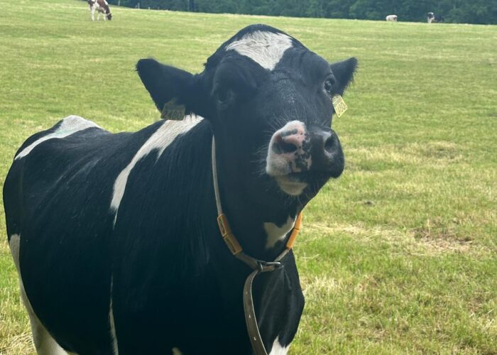 One of many cows we made friends with along the Täuferweg (Anabaptist Trail) leading into Schleitheim.