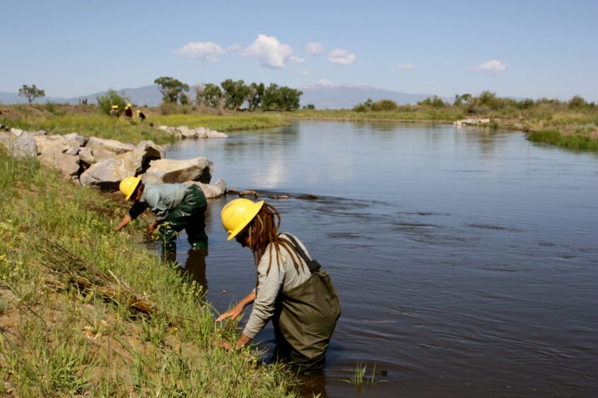 SCC-Planting-WIllows SCC-Planting-WIllows