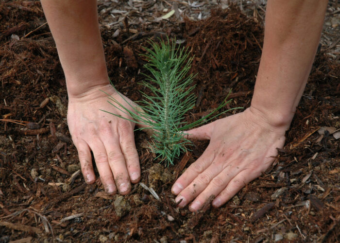 ?Making a will is like planting a tree in that it leaves a long-lasting legacy that will be felt far into the future. Photo by Pacific Southwest Forest Service