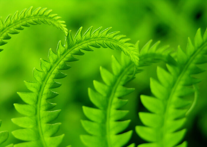 ferns-3-1405636