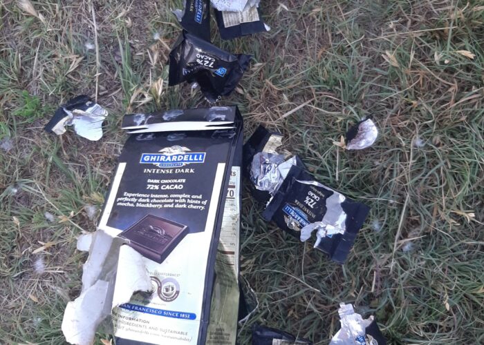 These are the foil remains of a feast enjoyed by a raccoon who ravaged chocolates belonging to Laurie Oswald Robinson