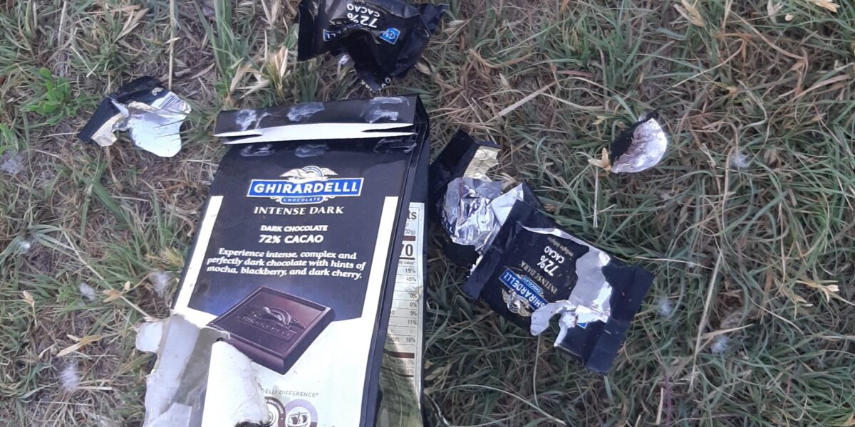 These are the foil remains of a feast enjoyed by a raccoon who ravaged chocolates belonging to Laurie Oswald Robinson