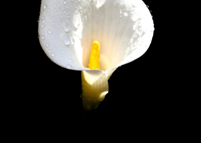 lily-alone-1564345-1920x2880