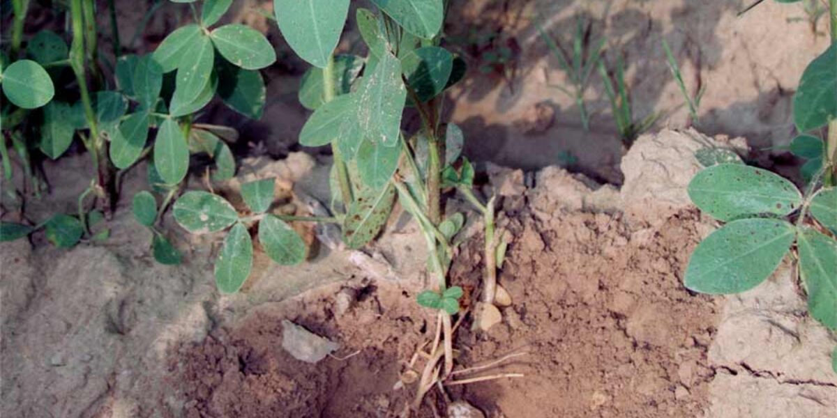 Peanut plant