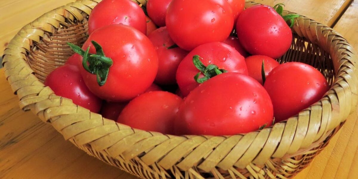 tomatoes
