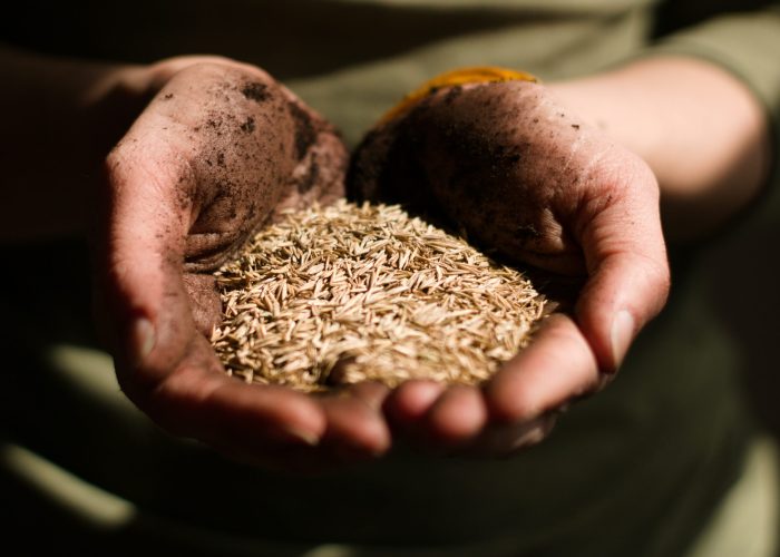 Seed