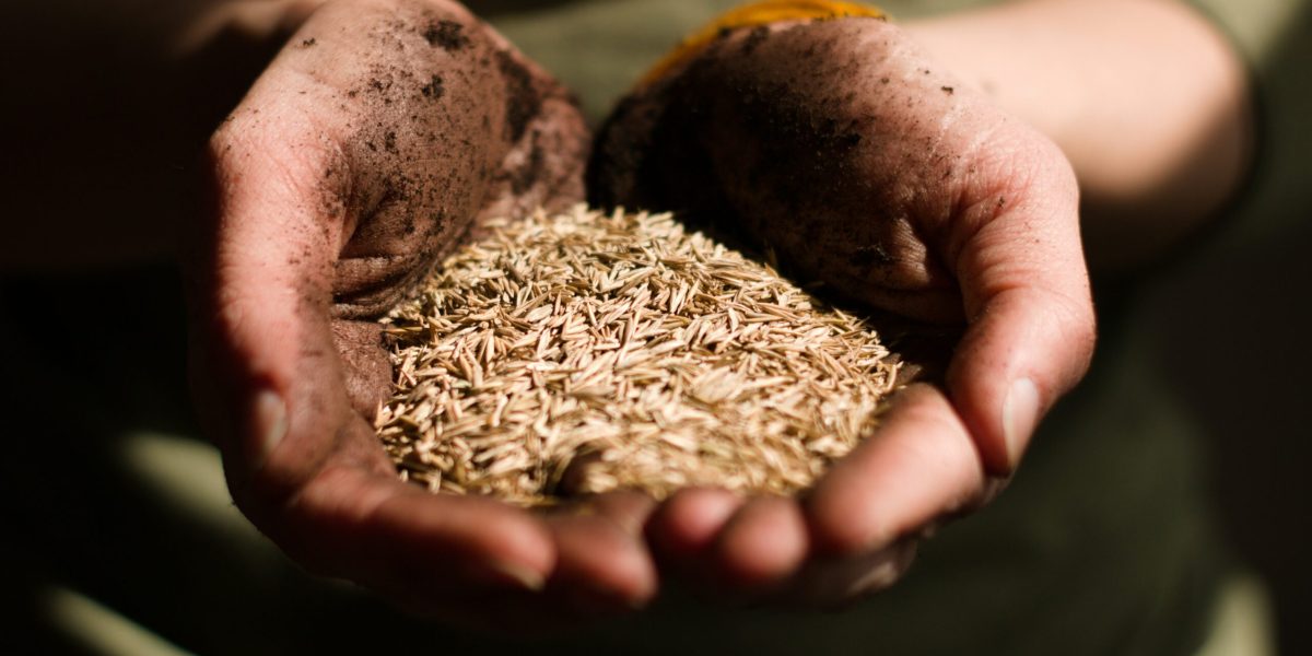 Seed